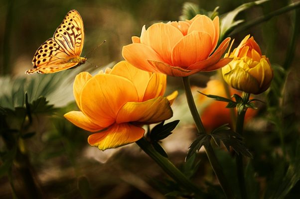 oranje bloemen en vlinder