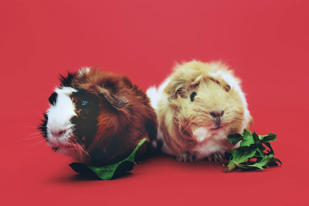 cavia