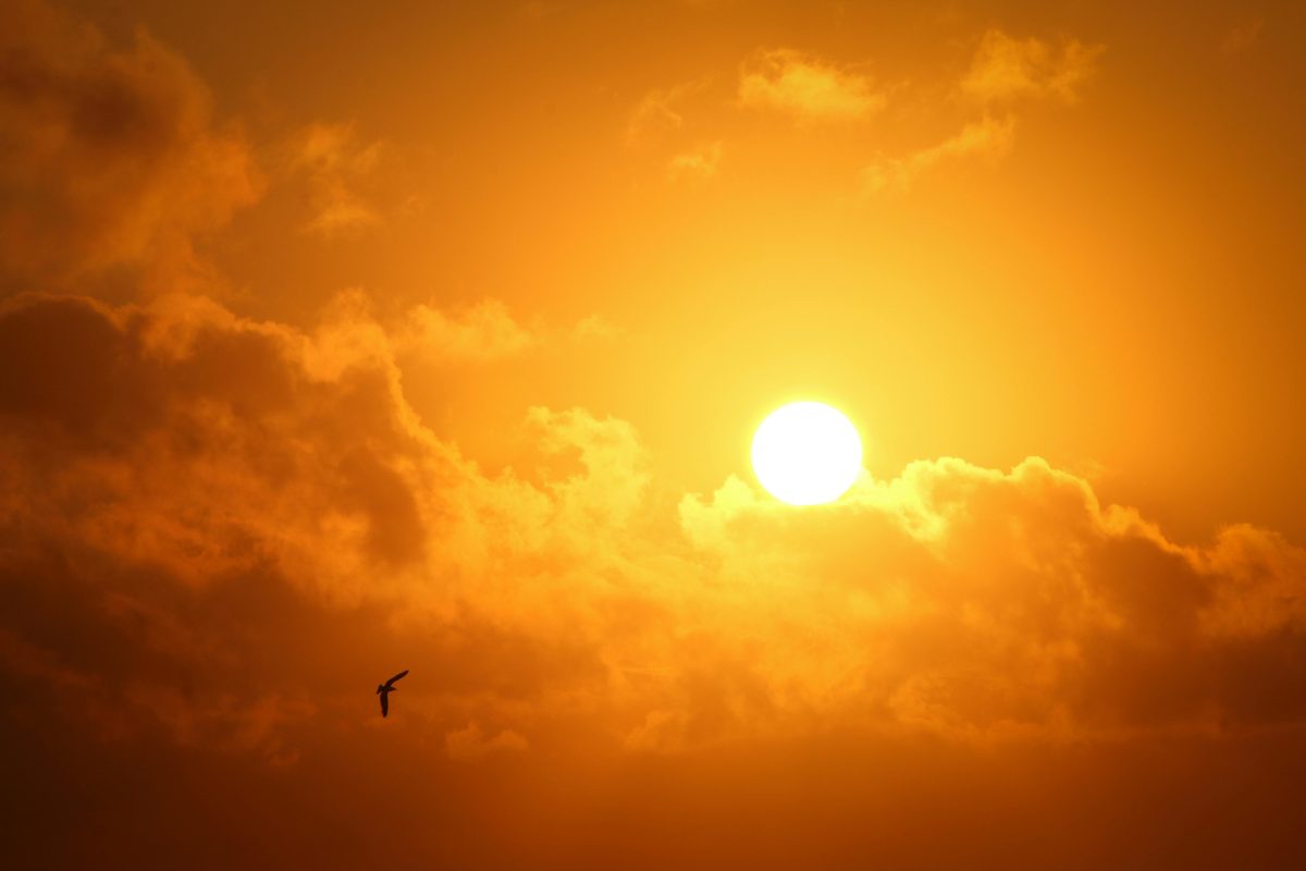 zon